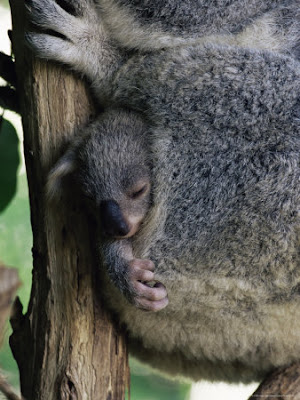 A Newborn Kangaroo