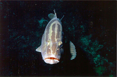 Bahamian Fish