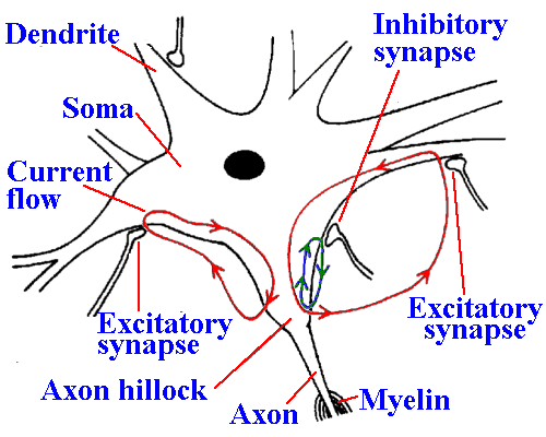 Dendrodendritic Synapse