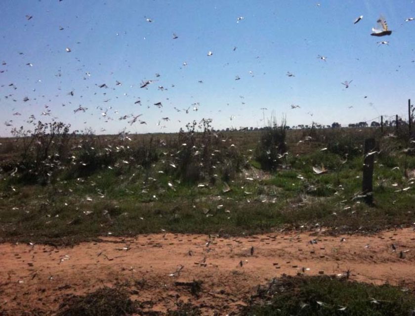 Locust Plague Sa