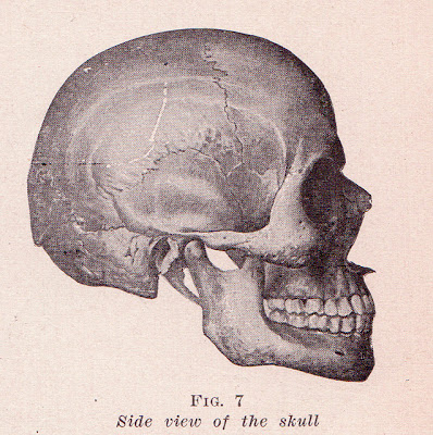 Skull Anatomical